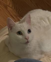 Lost Female Cat last seen Britannia, Calgary, AB T2S 1J4