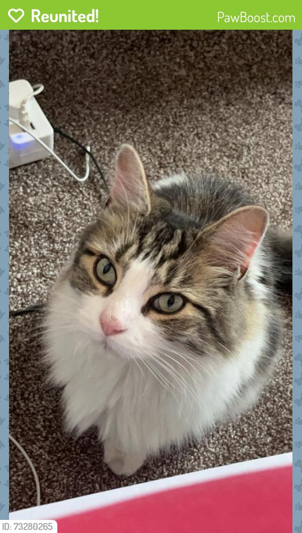 Reunited Male Cat last seen Sandford Road, West Midlands, England B13 9BS