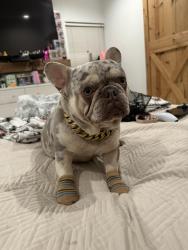 Lost Male Dog last seen Illinois, Dallas, TX 75216