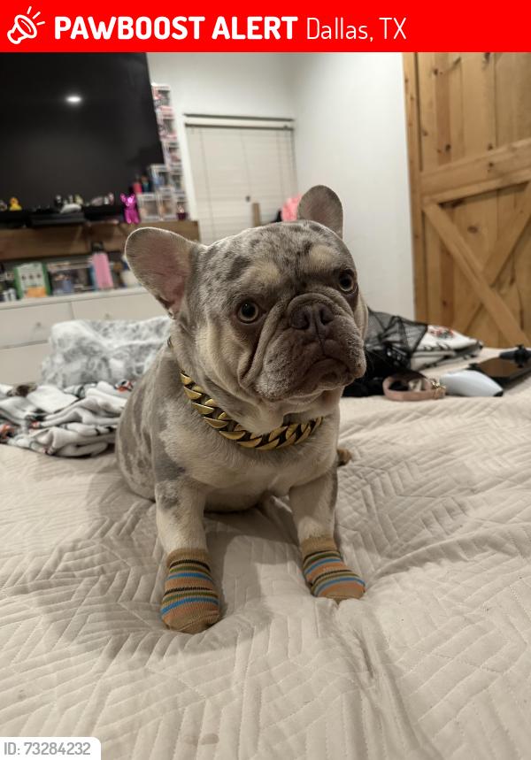 Lost Male Dog last seen Illinois, Dallas, TX 75216