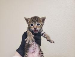 Shelter Stray Male Cat last seen Near N Citrus Avenue, Vista, CA, 92084, Oceanside, CA 92058, USA
