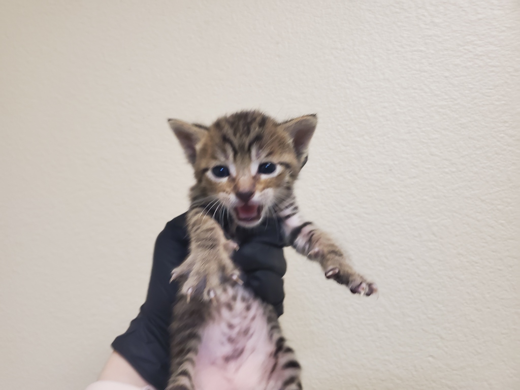 Shelter Stray Male Cat last seen Near N Citrus Avenue, Vista, CA, 92084, Oceanside, CA 92058, USA