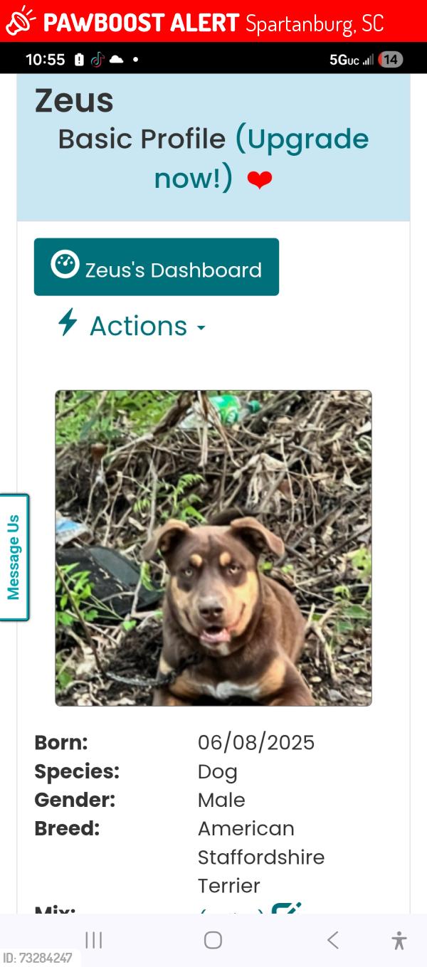 Lost Male Dog last seen Reidville rd, Spartanburg, SC 29301