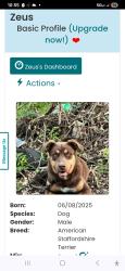 Lost Male Dog last seen Reidville rd, Spartanburg, SC 29301