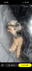 Lost Male Dog last seen Near Littlebury Drive, Chester, VA 23831