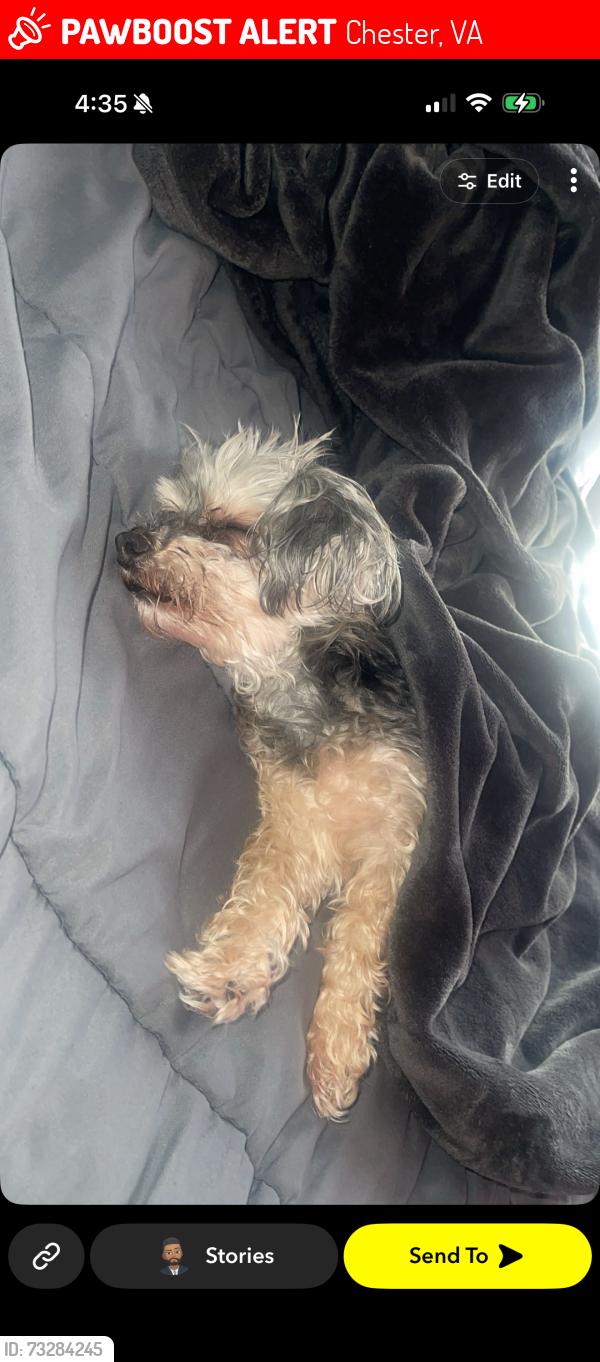 Lost Male Dog last seen Near Littlebury Drive, Chester, VA 23831