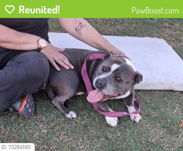 Reunited Female Dog last seen Spring Mountain Drive near Spring Mountain Reserve, Greenbank, QLD 4124