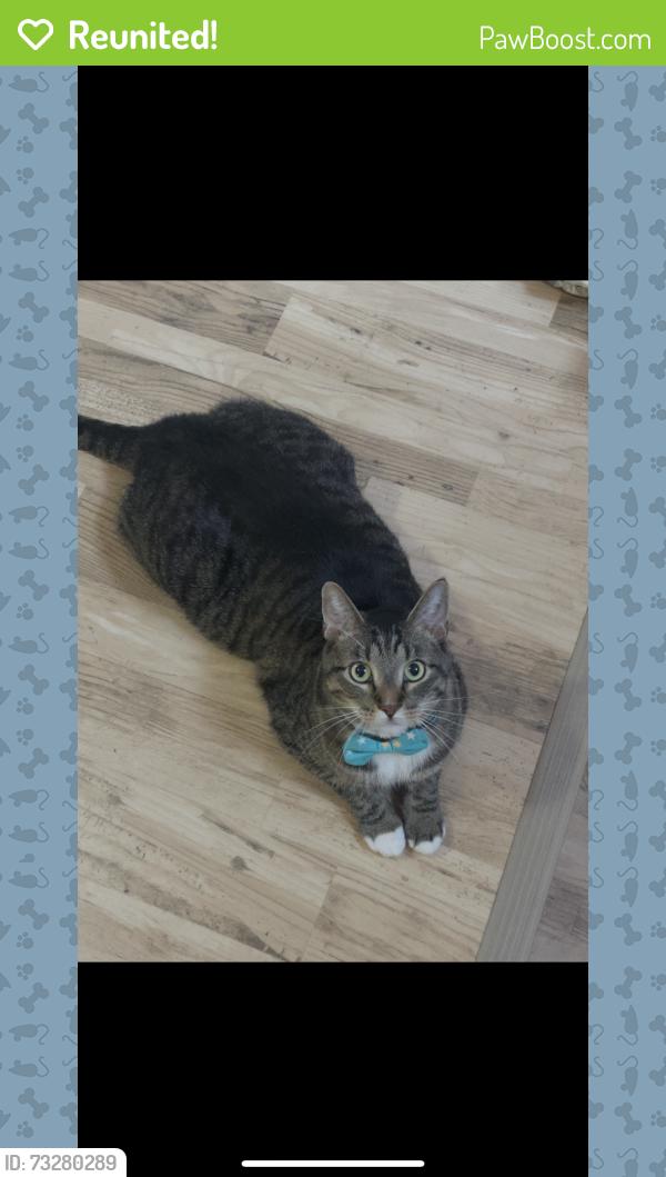 Reunited Male Cat last seen Kostash Dr & Hiller Rd, Edmonton, AB T6W 1A5