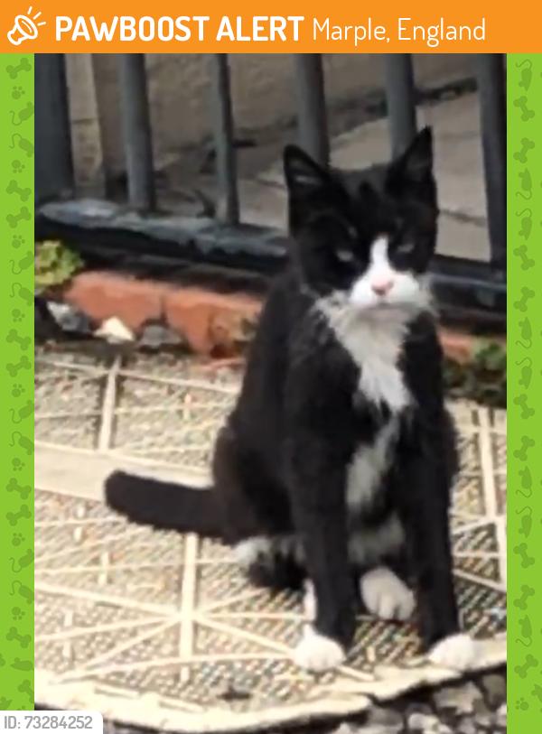 Found/Stray Unknown Cat last seen Outside Marple Convenience Limited, Marple, England 