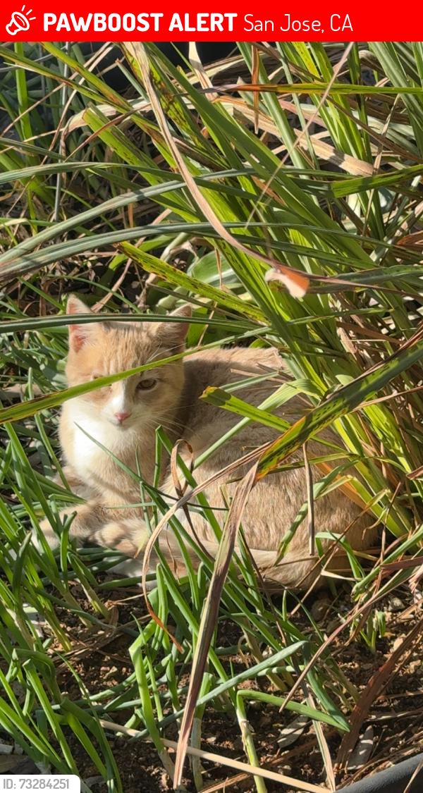 Lost Male Cat last seen Near 2957 Masonwood St / Along the street and neighboring hses, San Jose, CA 95148