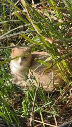 Lost Male Cat last seen Near 2957 Masonwood St / Along the street and neighboring hses, San Jose, CA 95148