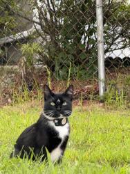 Lost Female Cat last seen Riverside dr, Dedham, MA 02026