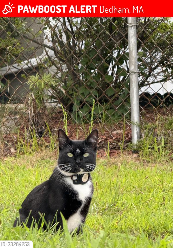 Lost Female Cat last seen Riverside dr, Dedham, MA 02026
