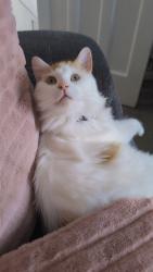 Reunited Male Cat last seen Earls Grange, Priorslee, England 