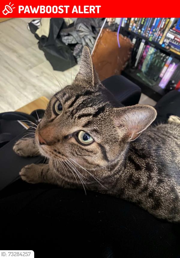 Lost Male Cat last seen Chalk hill, West End, England SO18 3DA