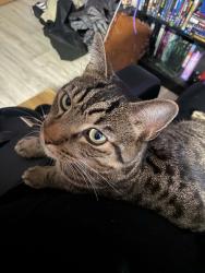 Lost Male Cat last seen Chalk hill, West End, England SO18 3DA