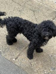 Reunited Male Dog last seen Wharton street, Philadelphia, PA 19146