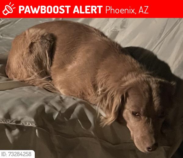 Lost Female Dog last seen 44th Street and Osborn, Phoenix, AZ 85018