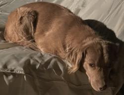 Lost Female Dog last seen 44th Street and Osborn, Phoenix, AZ 85018