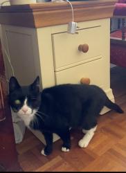 Reunited Male Cat last seen Rannock Road, Crowborough, England 