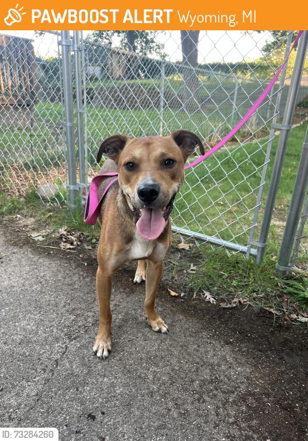 Found/Stray Male Dog last seen 44th and Burlingame, Wyoming, MI 49509