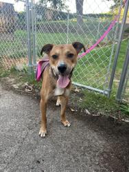Found/Stray Male Dog last seen 44th and Burlingame, Wyoming, MI 49509