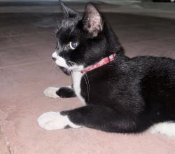 Found/Stray Female Cat last seen Chula Vista Mall, Chula Vista, CA 91910