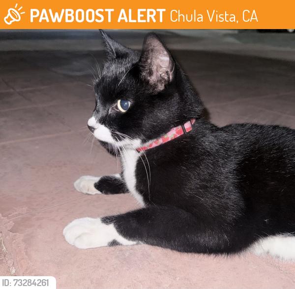 Found/Stray Female Cat last seen Chula Vista Mall, Chula Vista, CA 91910