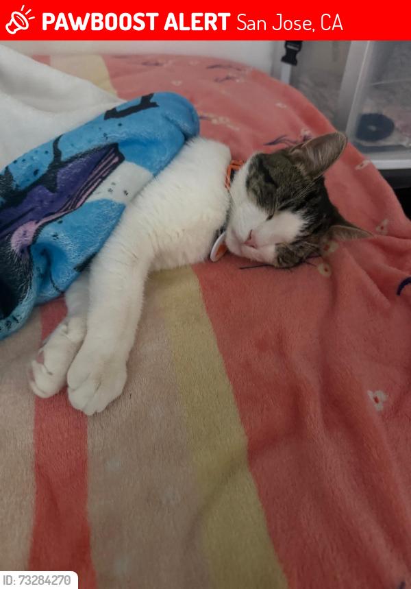 Lost Male Cat last seen Margaret & s. 11th, San Jose, CA 95112