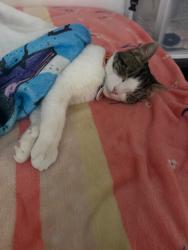 Lost Male Cat last seen Margaret & s. 11th, San Jose, CA 95112