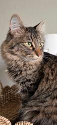 Lost Female Cat last seen Sagebrush, Benton County, WA 99338