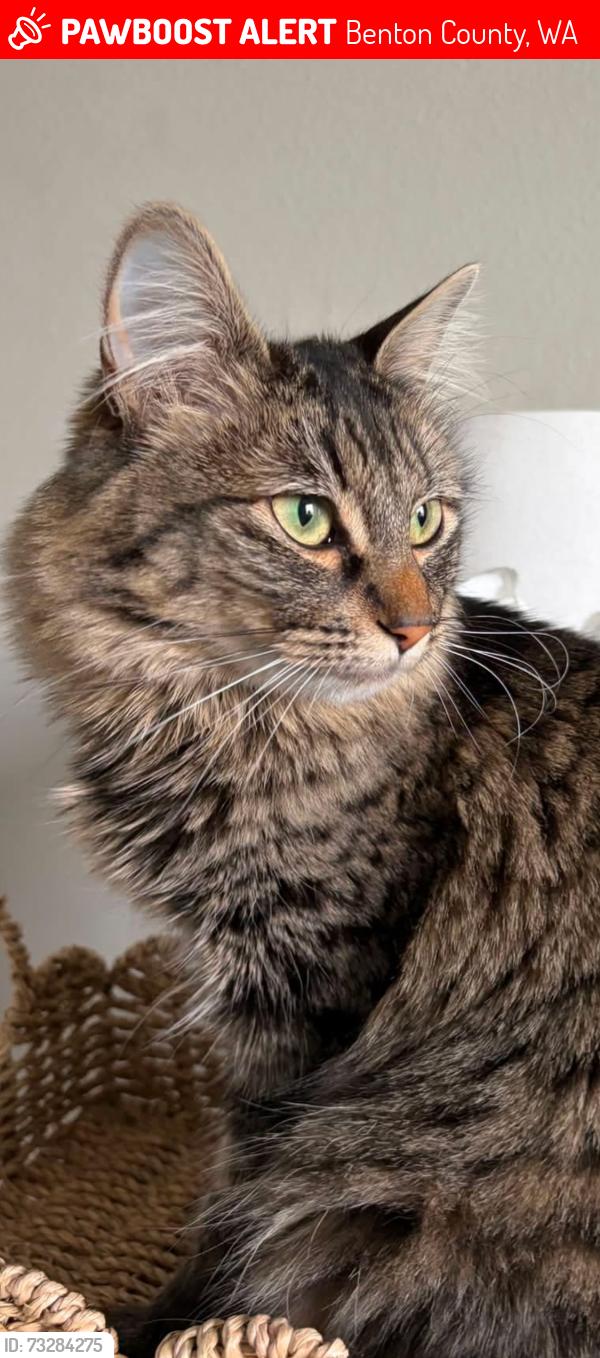 Lost Female Cat last seen Sagebrush, Benton County, WA 99338