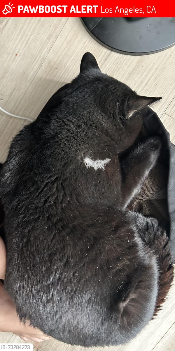 Lost Male Cat last seen Densmore and Devonshire street, Los Angeles, CA 91344
