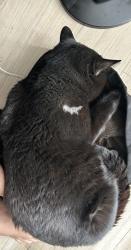 Lost Male Cat last seen Densmore and Devonshire street, Los Angeles, CA 91344