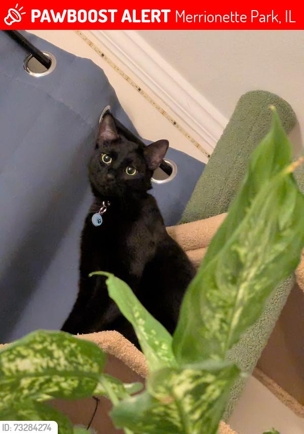 Lost Male Cat last seen Near W 105th street and S Pulaski, Merrionette Park, IL 60655