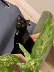 Lost Male Cat last seen Near W 105th street and S Pulaski, Merrionette Park, IL 60655