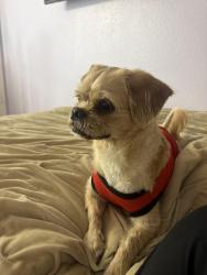 Found/Stray Male Dog last seen Terra Oak Trailhead, San Antonio, TX 78250