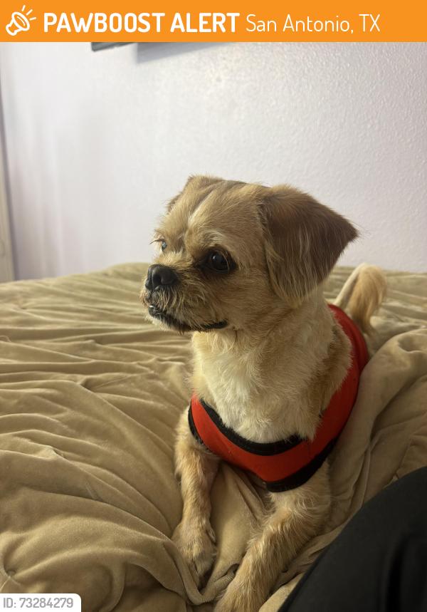 Found/Stray Male Dog last seen Terra Oak Trailhead, San Antonio, TX 78250
