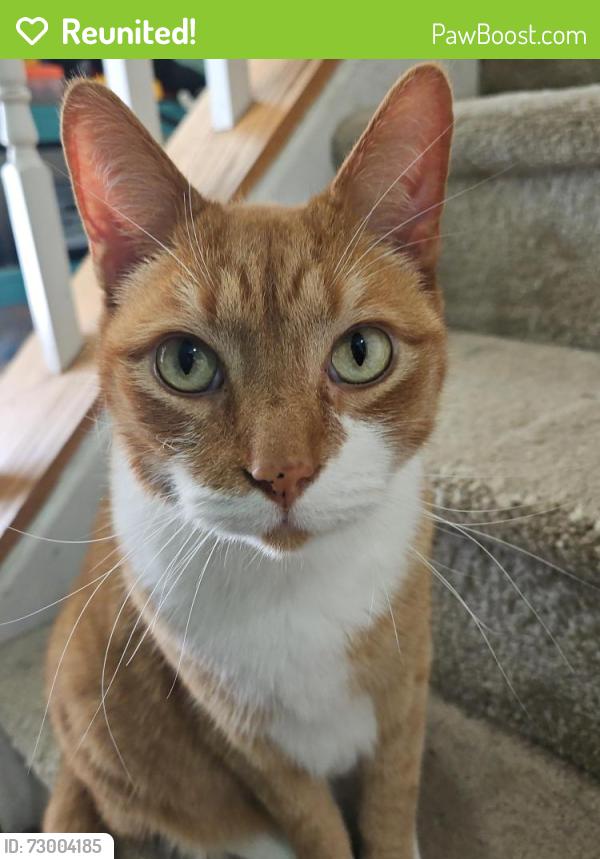 Reunited Male Cat last seen New Hope Crossing, Raleigh, NC 27604