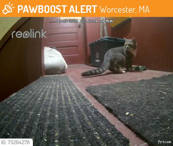 Found/Stray Male Cat last seen Elm Sever Fruit, Worcester, MA 01609