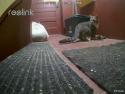 Found/Stray Male Cat last seen Elm Sever Fruit, Worcester, MA 01609