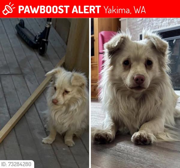 Lost Male Dog last seen Near Holiday Inn in Downtown Yakima, Yakima, WA 98901