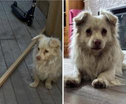 Lost Male Dog last seen Near Holiday Inn in Downtown Yakima, Yakima, WA 98901