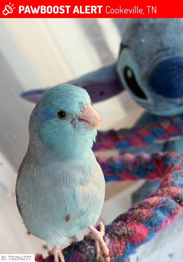 Lost Male Bird last seen Near th and Washington by Wilson Bank, Cookeville, TN 38505