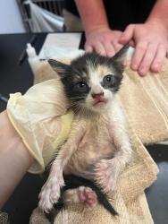 Shelter Stray Female Cat last seen Bexar County, 3353 Morningside Dr, New Braunfels, TX 78132, USA