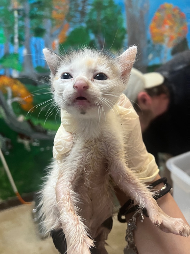 Shelter Stray Female Cat last seen Bexar County, 3353 Morningside Dr, New Braunfels, TX 78132, USA