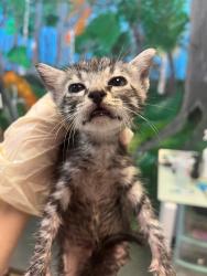 Shelter Stray Female Cat last seen Bexar County, 3353 Morningside Dr, New Braunfels, TX 78132, USA