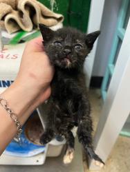 Shelter Stray Female Cat last seen Bexar County, 3353 Morningside Dr, New Braunfels, TX 78132, USA