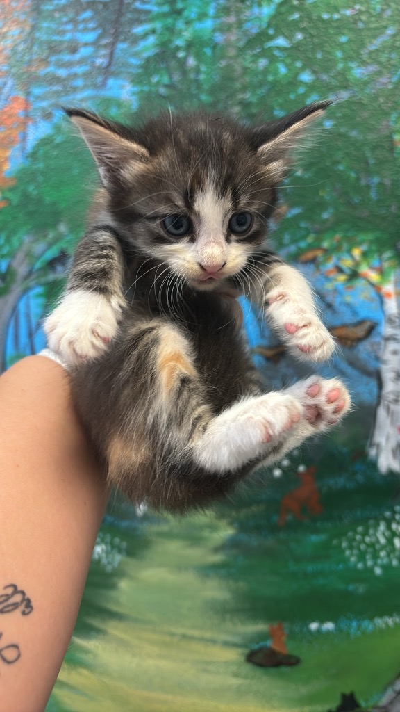 Shelter Stray Female Cat last seen Bexar County, 3353 Morningside Dr, New Braunfels, TX 78132, USA