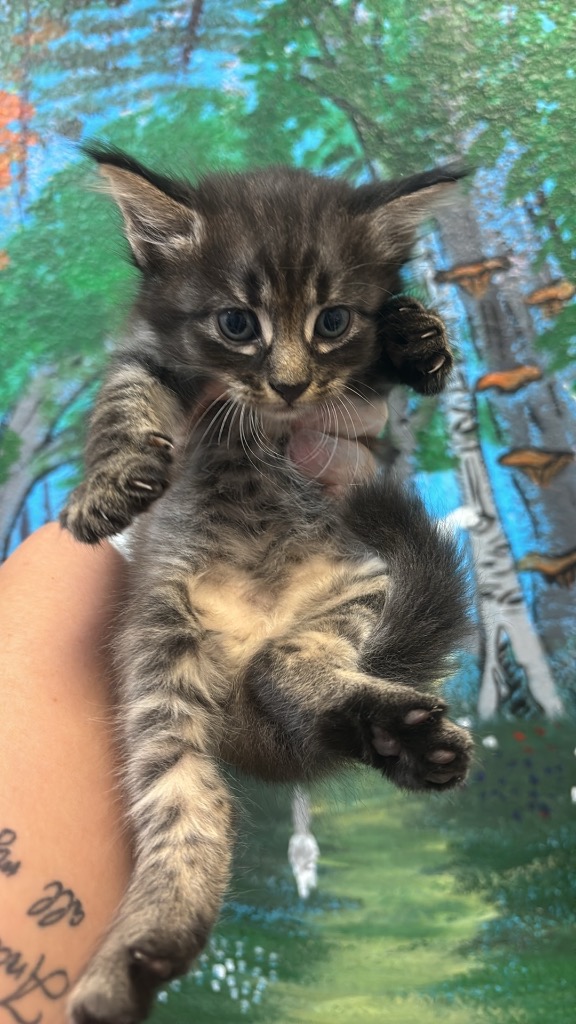 Shelter Stray Female Cat last seen Bexar County, 3353 Morningside Dr, New Braunfels, TX 78132, USA